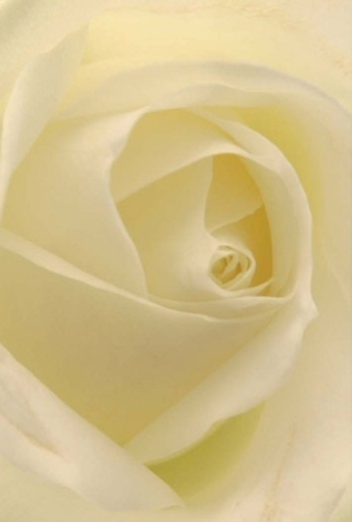 Gazing closely at this luminous white rose, one can't help but become swept up by the tranquil play of light and delicious layering throughout its petals. The composition is a masterwork in subtlety, with shades of ivory and soft cream blending seamlessly, much like the gentle hues reflected in the waters of nearby Crayford Creek. The petals themselves offer a dual texture: outwardly smooth and touchably matte, with a suggestion of creamy resilience that carries the memory of a skilled florist's touch from the heart of Crayford. Light seems to flow from within, enhancing each spiraled fold and lending depth to the naturally sculpted form. This bloom easily finds its place at the center of wedding celebrations, or as a heartfelt apology nestled within a thoughtfully prepared arrangement. The unspoken fragrance-cool, clean, faintly sweet-moves through the air, soothing those it encounters. The nearly flawless core of the rose hints at a purity reserved for significant occasions, while the subtle interplay of colour and shadow boosts the flower's quiet splendour. A true reflection of Crayford's insistence on grace and authenticity, this rose is perfectly suited for expressing the nuanced emotions that shape life's most poignant moments.
